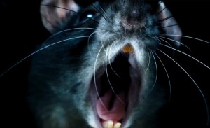 Гадост и зараза в трейлъра на „Rats” на Морган Спърлок