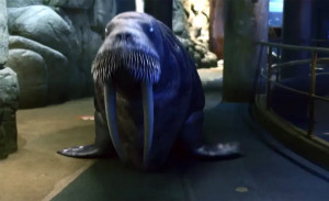 WTF трейлър на седмицата: немъртви морски чудовища в „Aquarium of the Dead“ с Вивика А. Фокс